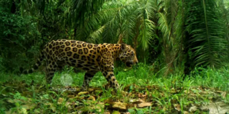 Santander protege al jaguar en el Magdalena Medio con censo y estrategias de conservación