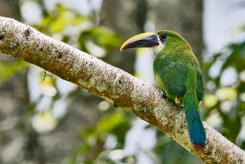 Santander: Santuario de Tucanes que Enamoran con sus Colores y Picos