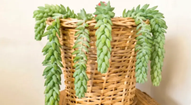 Sedum Burrito: La Planta Colgante Con Forma de Cola que Conquista Hogares