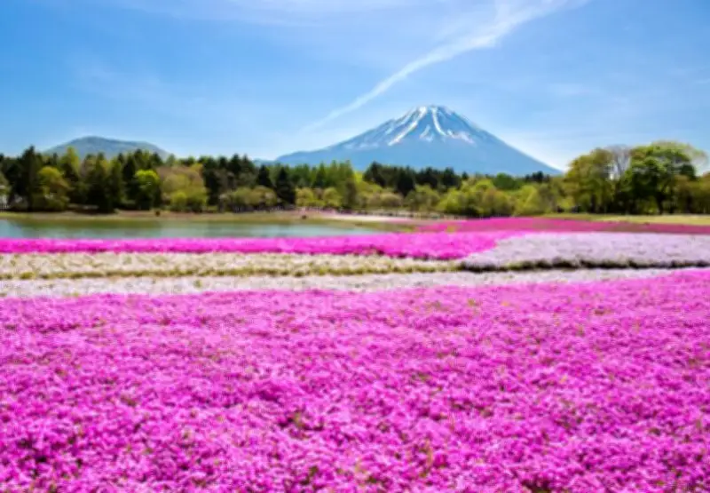 Seis Floraciones Emblemáticas de Japón: Cerezos, Azaleas y Más en Imágenes