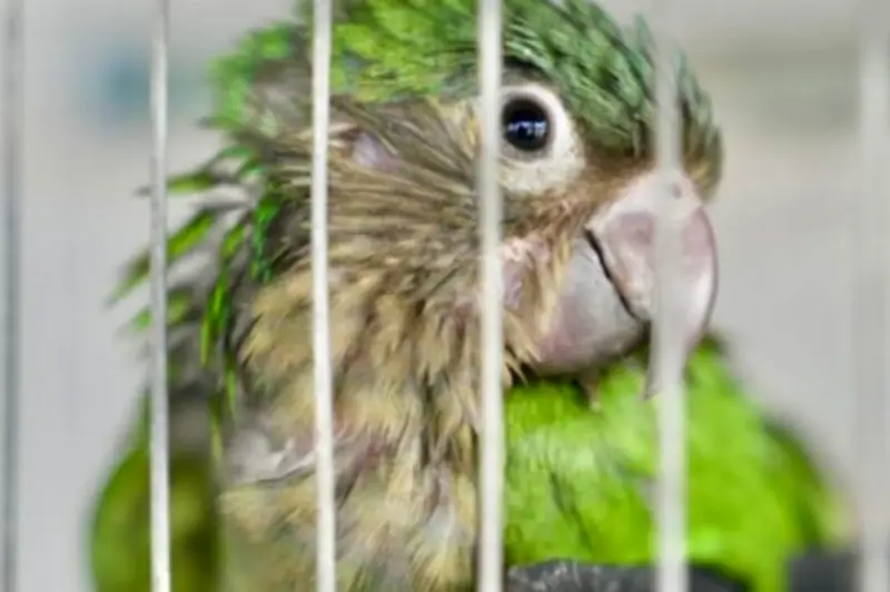 Semana Santa dispara tráfico ilegal de fauna silvestre en Bogotá y Cundinamarca