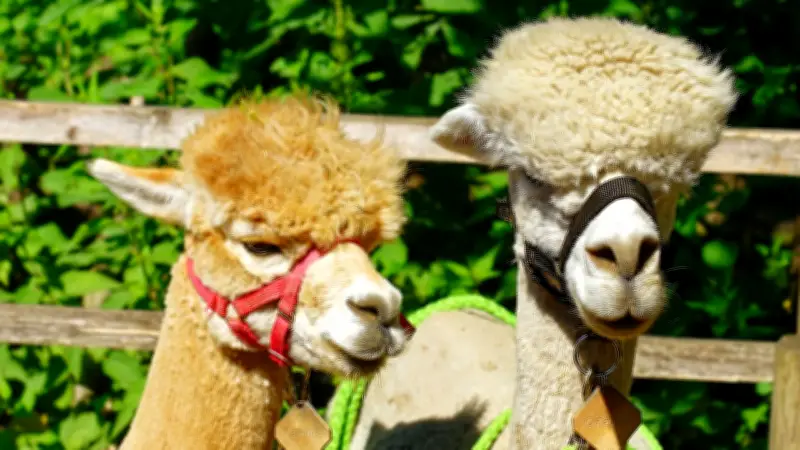 Semana Santa en Bogotá: Autoridades lanzan campaña para proteger animales durante vacaciones