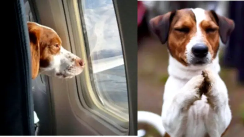 Semana Santa: IDPYBA lanza estrategia para viajar con mascotas sin contratiempos