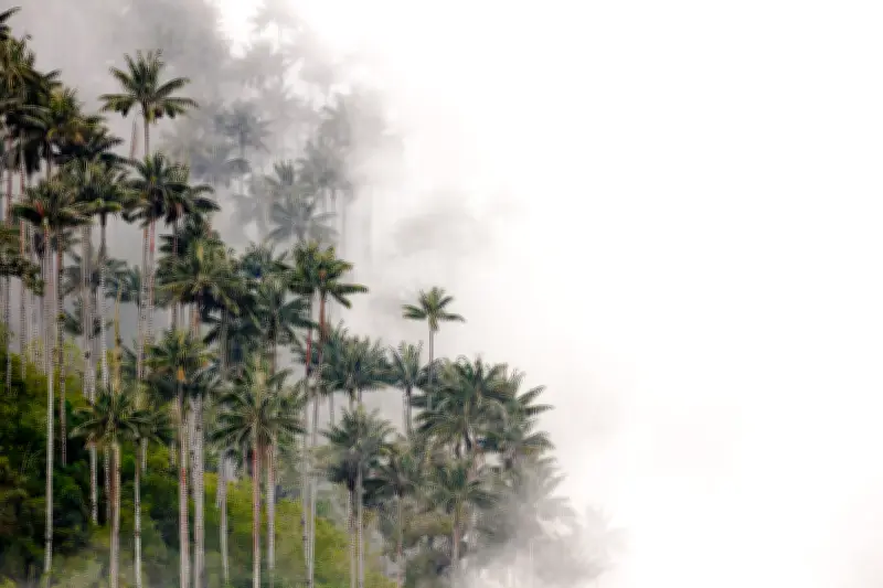 Semana Santa y la Palma de Cera: Tradición vs. Conservación en Colombia