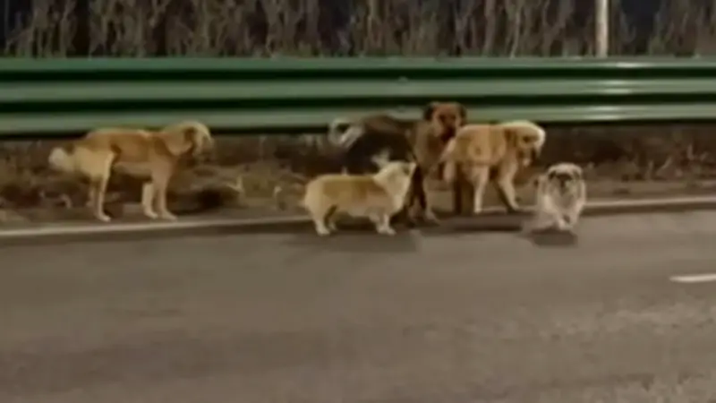 Siete perros robados escapan de traficantes y caminan 17 km para regresar a casa