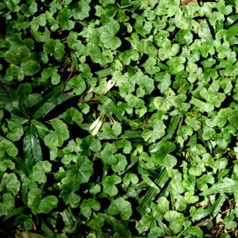Siete plantas cuyos nombres están asociados al dinero y la prosperidad en Colombia