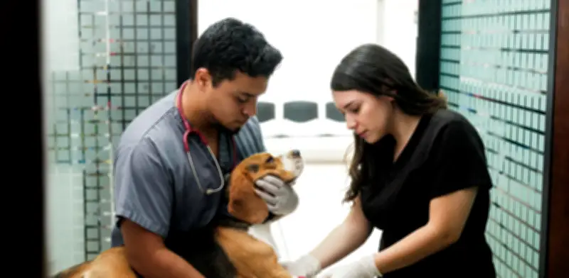 Síntoma en perros que muchos dueños ignoran y podría ser mortal: veterinarios alertan