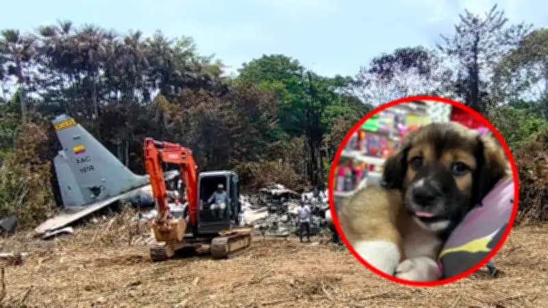 Soldado sobrevive a accidente aéreo en Putumayo gracias a su perro de rescate