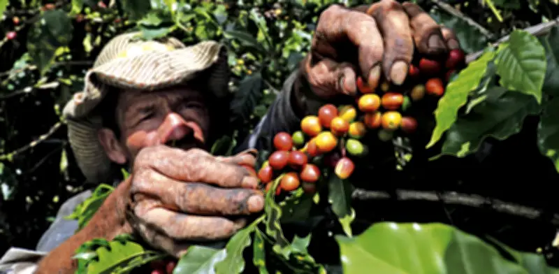 Suiza y sector cafetero lanzan alianza para impulsar café colombiano sostenible con inversión millonaria