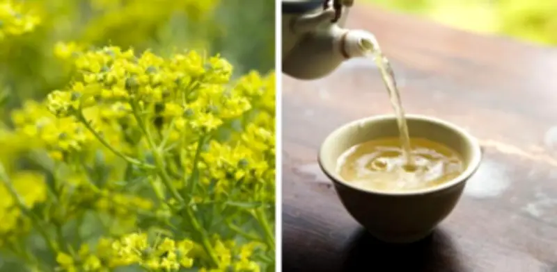 Té de ruda: riesgos de toxicidad y contraindicaciones que ponen en peligro la salud