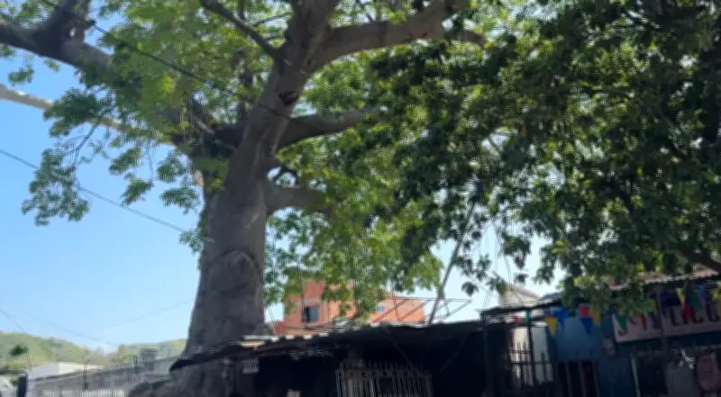 Tala de ceiba centenaria en Santa Marta genera polémica entre autoridades y comunidad