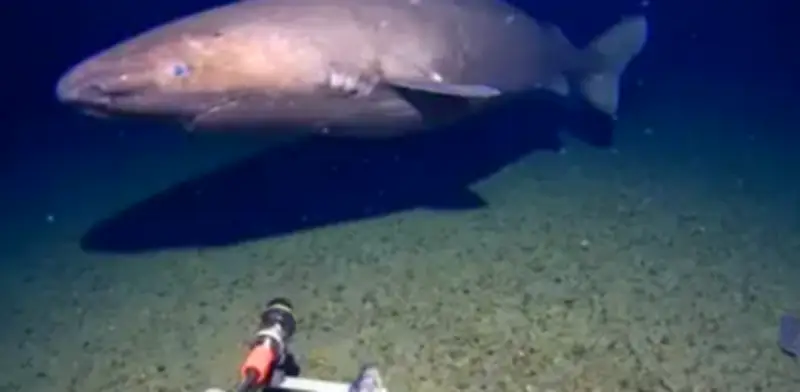 Tiburón dormilón sorprende en la Antártida: el hallazgo que desafía la ciencia marina
