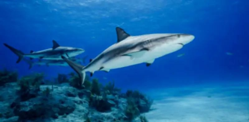 Tiburones de Bahamas contaminados con cocaína y fármacos: alerta científica sobre impacto humano