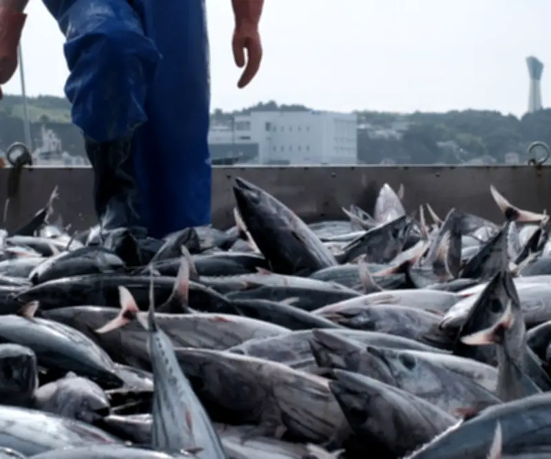 Tilapia y cachama lideran producción pesquera para Semana Santa en Colombia