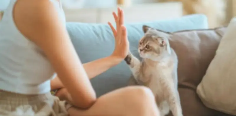 Transformación en el mercado de alimentos para mascotas: presentaciones pequeñas ganan terreno