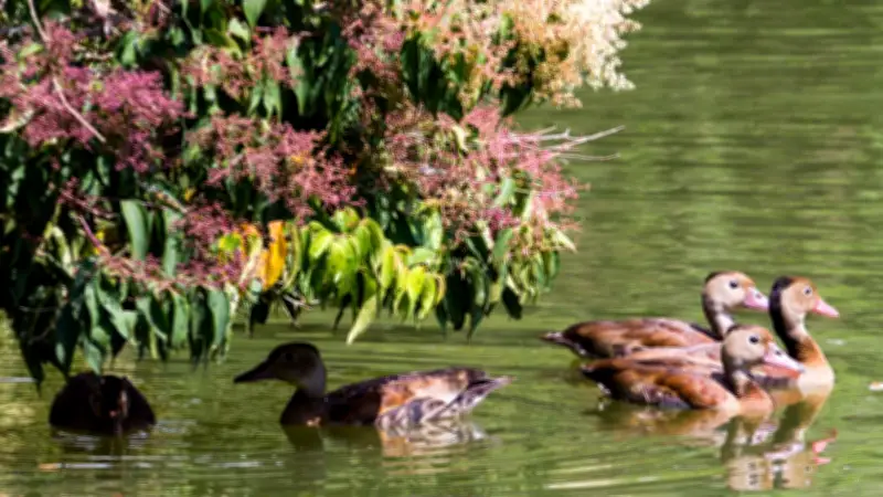 Tres parques imperdibles de Cali: naturaleza y esparcimiento en la capital vallecaucana