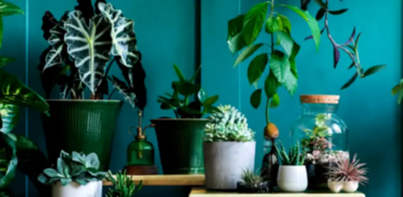Tres plantas de interior que crecen en agua para decorar sin tierra
