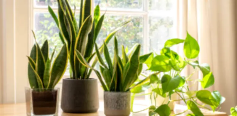 Tres plantas de interior que sobreviven con cuidados mínimos y poca luz en el hogar