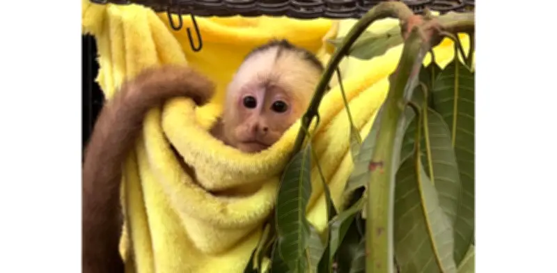 Tráfico ilegal de fauna silvestre: una amenaza crítica en el Valle de Aburrá