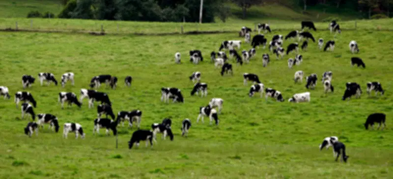 Ubaté: El municipio cundinamarqués que convirtió su queso en un ícono nacional