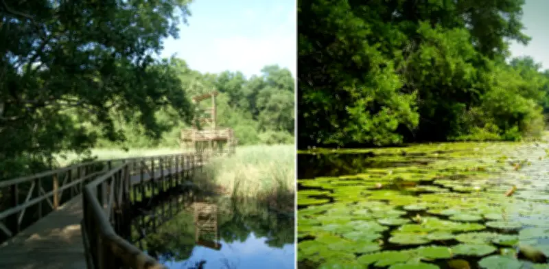 Vía Parque Isla Salamanca: el único 'aeropuerto de aves' y sujeto de derechos en Colombia