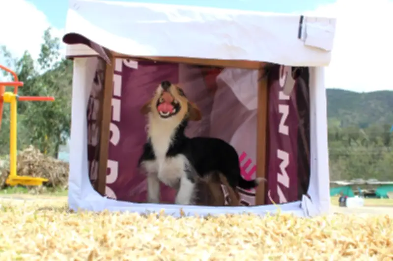 Vallas electorales se transforman en refugios para perros callejeros en Boyacá