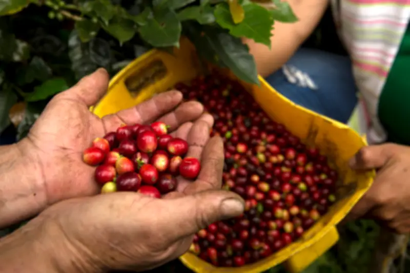 Valle del Cauca busca nuevos mercados internacionales tras aumento de aranceles
