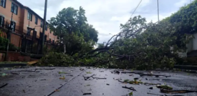 Vendaval azota el norte de Cali: árboles caídos y vías cerradas por fuertes lluvias