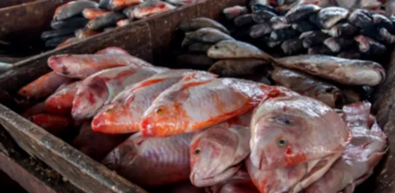 Venta de pescado se dispara en Barranquilla por Semana Santa con mojarra como protagonista