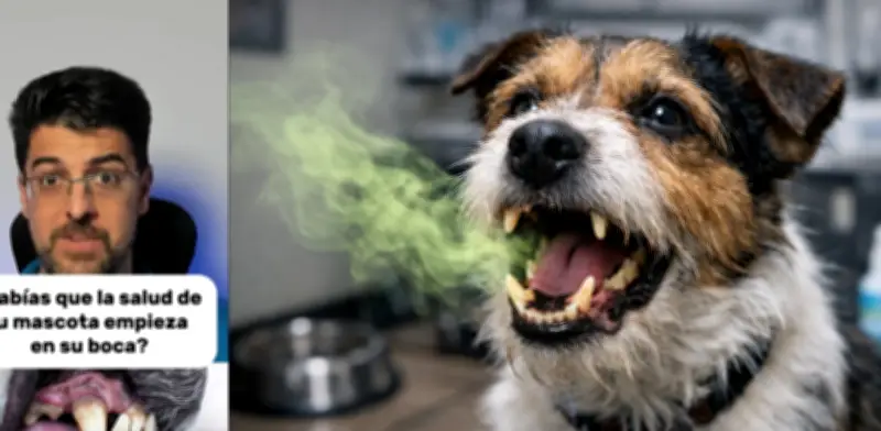Veterinario alerta: mal aliento en mascotas puede ser señal de enfermedades graves