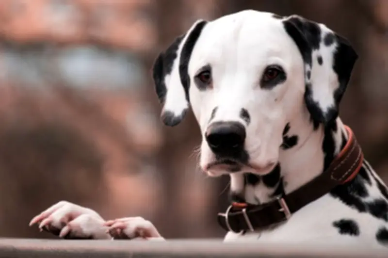 Veterinario revela las 5 razas de perros que no elegiría como mascota por problemas de salud