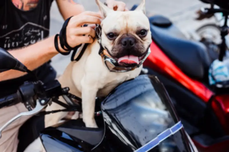 Viajar con perros en moto en Colombia: consejos clave para la seguridad vial