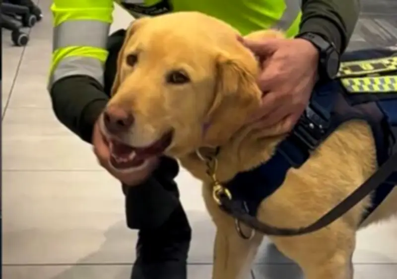 Zeus, el perro policía, se retira tras 8 años de servicio en seguridad vial de Colombia