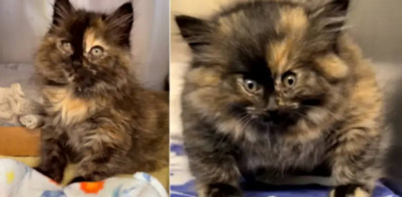 Zoe, la gata 'pez globo' con enfisema subcutáneo: veterinario revela caso de hinchazón por aire atrapado