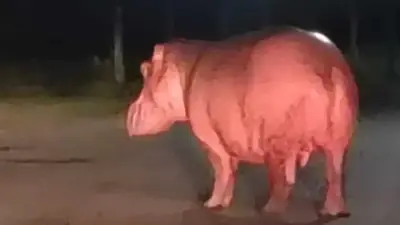 Alcaldía de Barrancabermeja exige activar protocolo por hipopótamos invasores