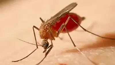 Alcaldía de Bogotá insta a viajeros a vacunarse contra fiebre amarilla antes de Semana Santa