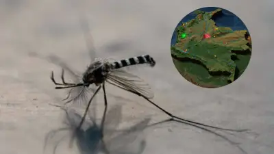 Alerta en Meta por caso de fiebre amarilla en primate silvestre