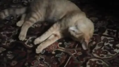 Autoridades investigan envenenamiento de más de 30 mascotas en barrio de Floridablanca