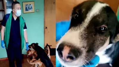 Bogotá activa plan integral para 22 perros desamparados tras muerte de su dueño