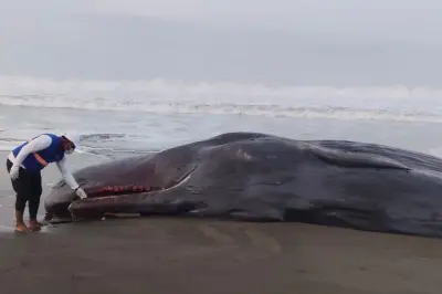 Cachalote muerto en Bahía Solano: Codechocó solicita ayuda para remover el cuerpo