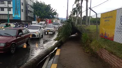 Caída de palmera bloqueó vía en Cali durante la tarde del jueves; movilidad ya fue restablecida