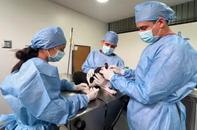 Cali lanza jornadas gratuitas de esterilización para perros y gatos en marzo