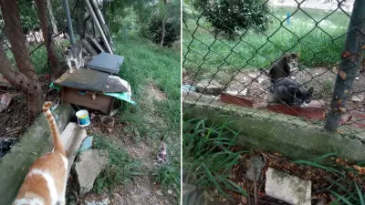 Cali: Vecinos denuncian incendios, basura y drogas bajo puente que amenazan colonia de gatos