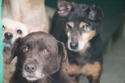 Campaña de esterilización gratuita continúa en barrios y corregimientos de Cali este 7 de marzo