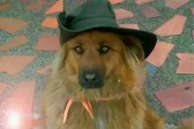 Canela, la perrita que vivió 12 años en el Concejo de Bogotá, fallece a los 14 años