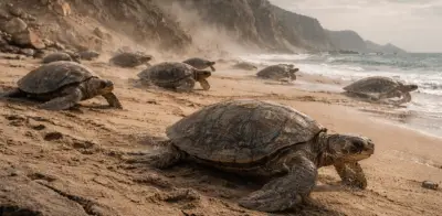 Cierran Playa Bobalito en Necoclí para proteger anidación de tortugas marinas en Urabá
