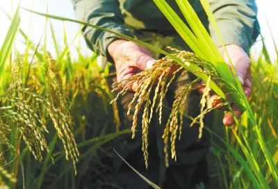 Condiciones laborales en arrozales: el lado oculto de la crisis del cereal en Colombia