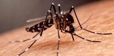 Confirman caso de fiebre amarilla en primate muerto en zona rural de Granada, Meta