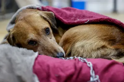 Dueño de restaurante en México adopta perrita callejera y enfrenta críticas con firmeza