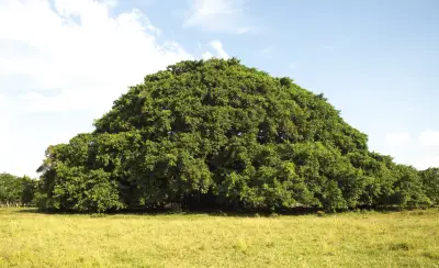 El Caucho Guacarí: Un Gigante Natural que Transforma el Paisaje de Sucre